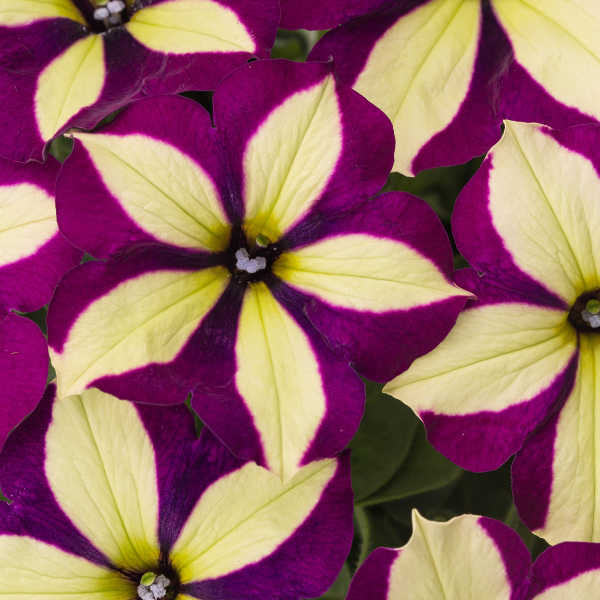 Petunia hybrida 'Crazytunia Frisky Purple'