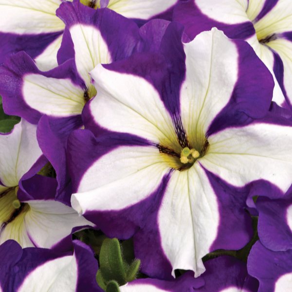 Petunia hybrida 'Crazytunia Lucky Lilac'