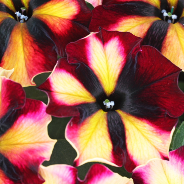 Petunia hybrida 'Crazytunia Sugar Beet'