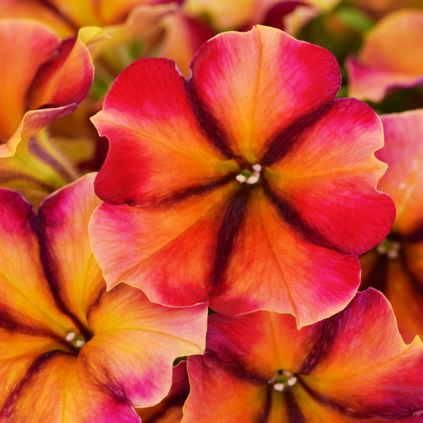 Petunia hybrida 'Crazytunia Tiki Torch'