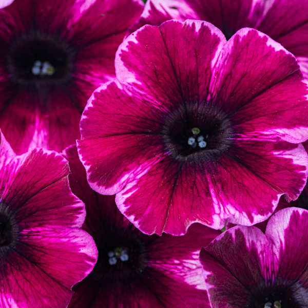 Petunia hybrida 'Crazytunia Ultra Violet'