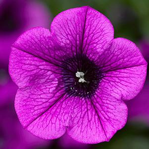 Petunia hybrida 'Dekko Deep Lavender Vein'