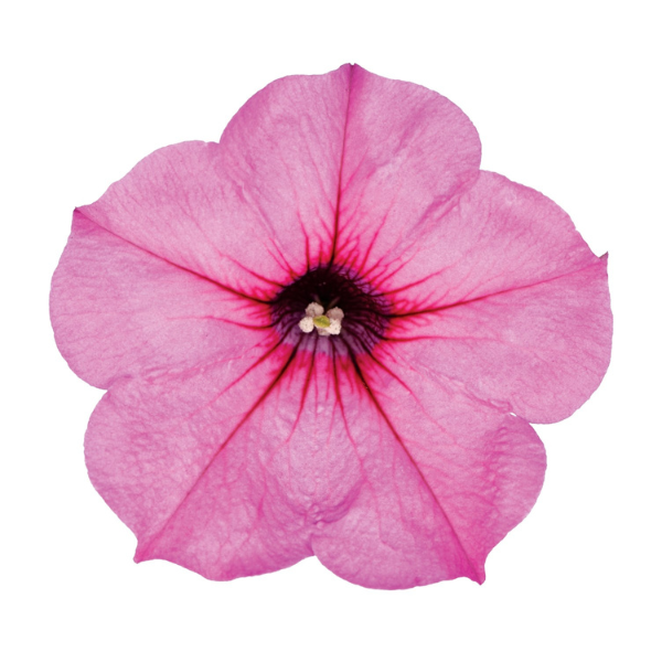 Petunia hybrida 'Durabloom Royal Pink'