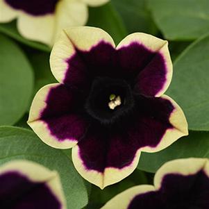 Petunia hybrida 'Headliner Dark Saturn'