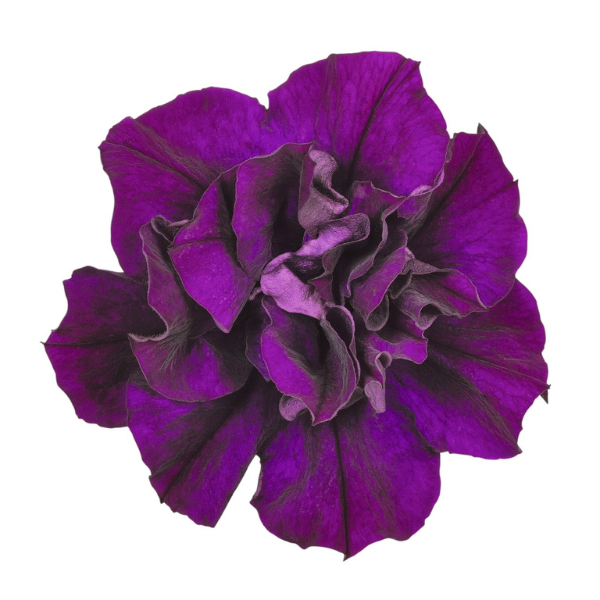 Petunia hybrida 'Origami Burgundy'