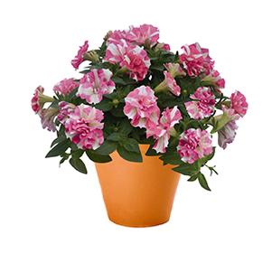 Petunia hybrida 'Origami Pink Star'