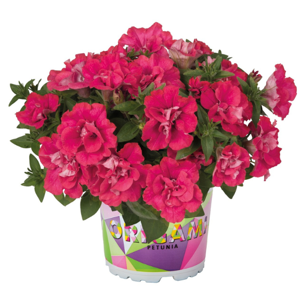 Petunia hybrida 'Origami Watermelon '20'