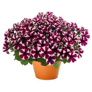 Petunia hybrida 'Peppy Burgundy'