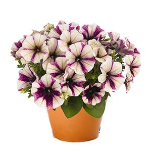 Petunia hybrida 'Peppy Plum'