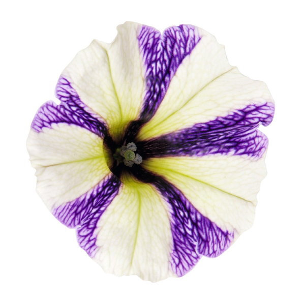 Petunia hybrida 'Potunia Blueberry Muffin'