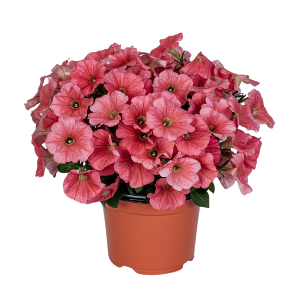 Petunia hybrida 'Potunia Coral'