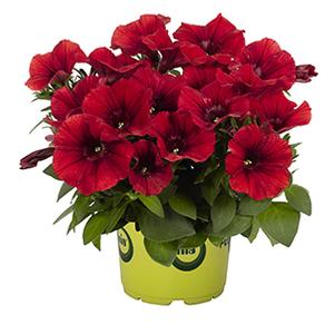 Petunia hybrida 'Potunia Dark Red'