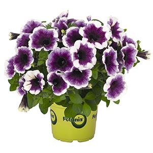 Petunia hybrida 'Potunia Purple Halo'