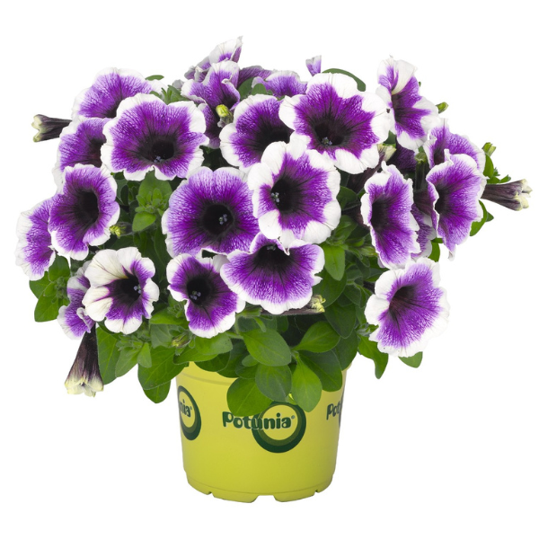 Petunia hybrida 'Potunia Purple Halo'