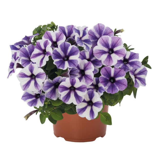 Petunia hybrida 'Potunia Starfish'