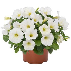 Petunia hybrida 'Potunia White'