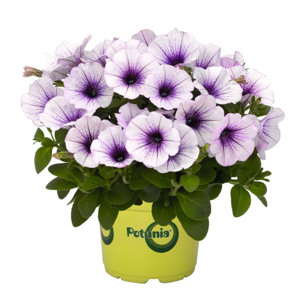 Petunia hybrida 'Potunia Piccola Blue Ice'