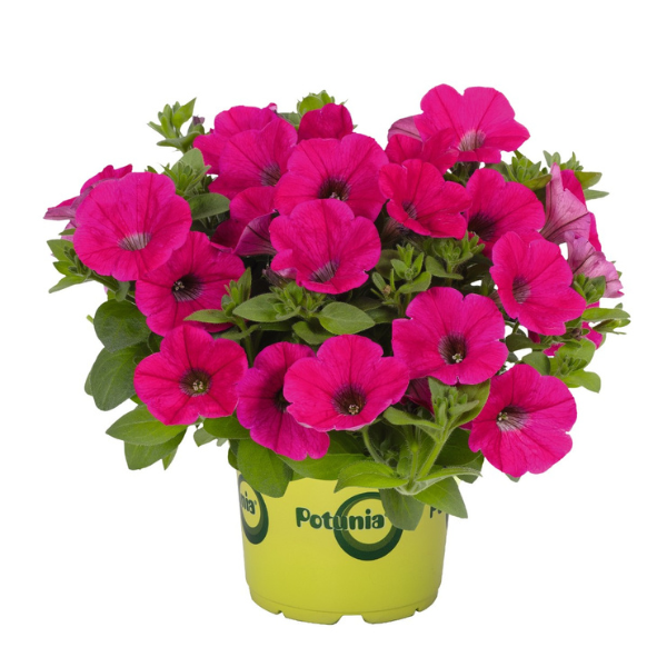 Petunia hybrida 'Potunia Piccola Hot Pink'