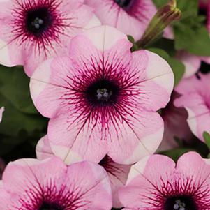 Petunia hybrida 'Potunia Piccola Lavender Touch'