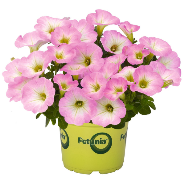 Petunia hybrida 'Potunia Piccola Pink'