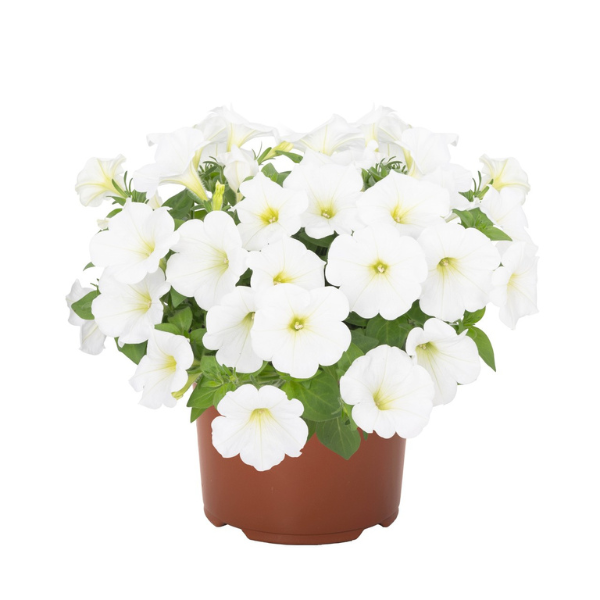 Petunia hybrida 'Potunia Piccola White'