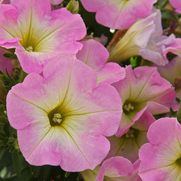 Petunia hybrida 'Potunia Plus Baby Pink'