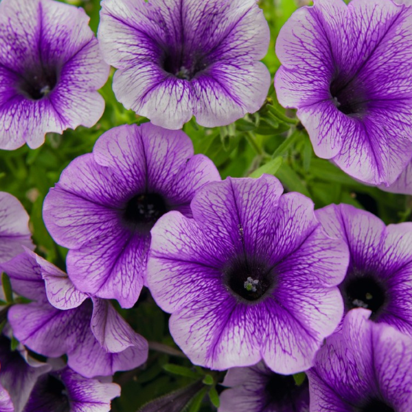 Petunia hybrida 'Potunia Plus Denim'