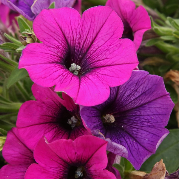 Petunia hybrida 'Potunia Plus Neon'