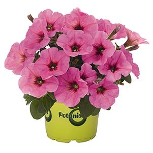 Petunia hybrida 'Potunia Plus Pinkalicious '20'