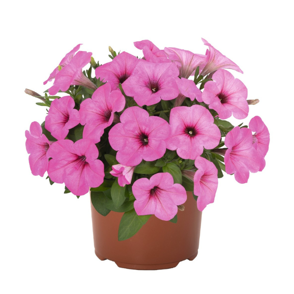 Petunia hybrida 'Potunia Plus Pinkalicious '20'