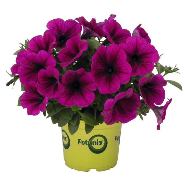 Petunia hybrida 'Potunia Plus Purple'