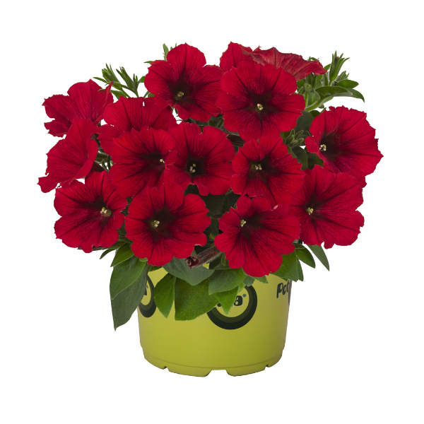 Petunia hybrida 'Potunia Plus Red'