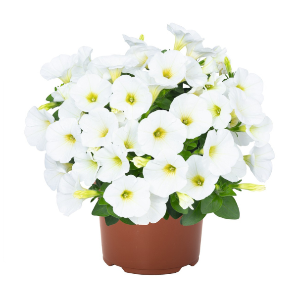 Petunia hybrida 'Potunia Plus White'