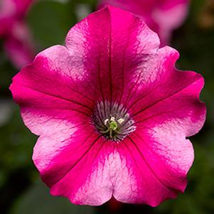 Petunia hybrida 'Sanguna Star Rose'