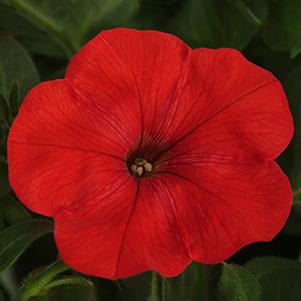 Petunia hybrida 'Starlet Red'