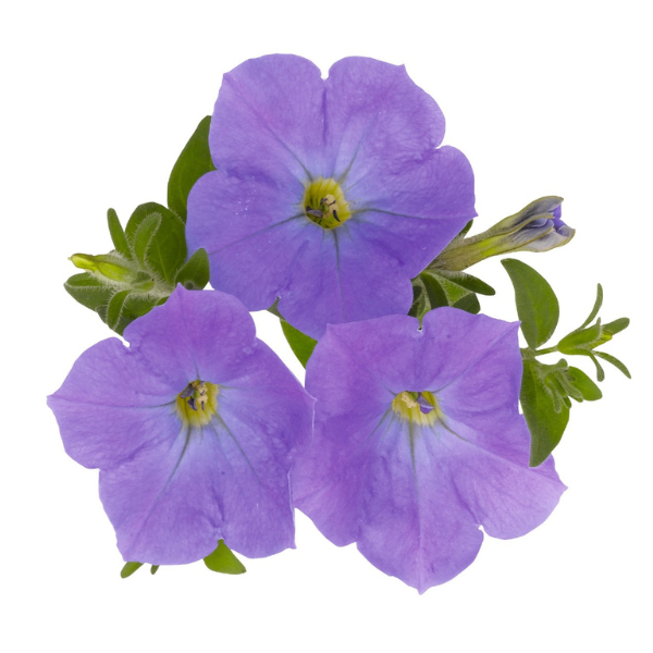 Petunia hybrida 'Surprise Blue Sky'