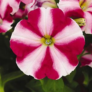 Petunia hybrida 'Surprise Burgundy Star'