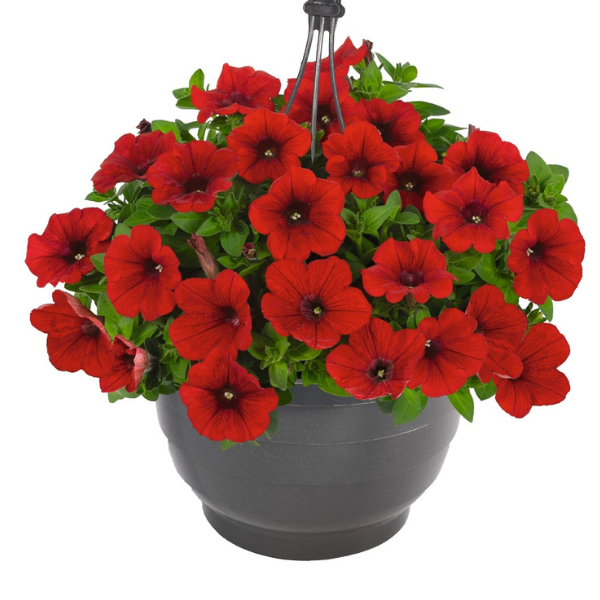 Petunia hybrida 'Surprise Fire Engine Red'