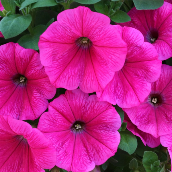 Petunia hybrida 'Surprise Hot Pink'