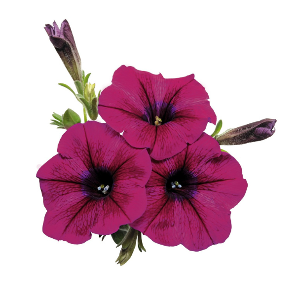 Petunia hybrida 'Surprise Kardinal'