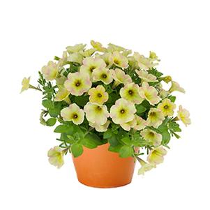 Petunia hybrida 'Surprise Lemon Frost'