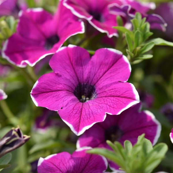 Petunia hybrida 'Surprise Magenta Halo'