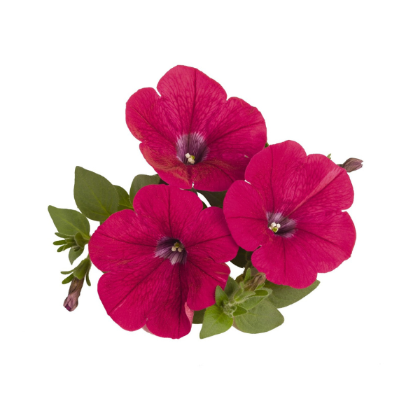 Petunia hybrida 'Surprise Neon'