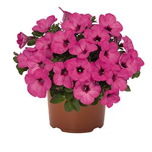 Petunia hybrida 'Surprise Pinkalicious'