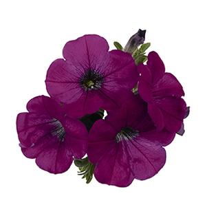 Petunia hybrida 'Surprise Purple'