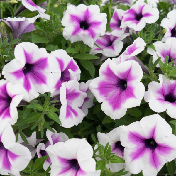 Petunia hybrida 'Surprise Purple Dance'