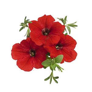 Petunia hybrida 'Surprise Red'