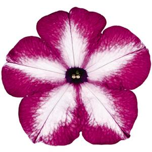 Petunia hybrida 'Surprise Tie Dye Pink'