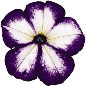 Petunia hybrida 'Surprise Tie Dye Violet'