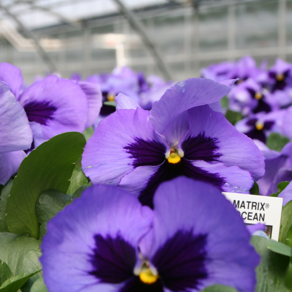 Pansy viola x wittrockiana 'Matrix Ocean'